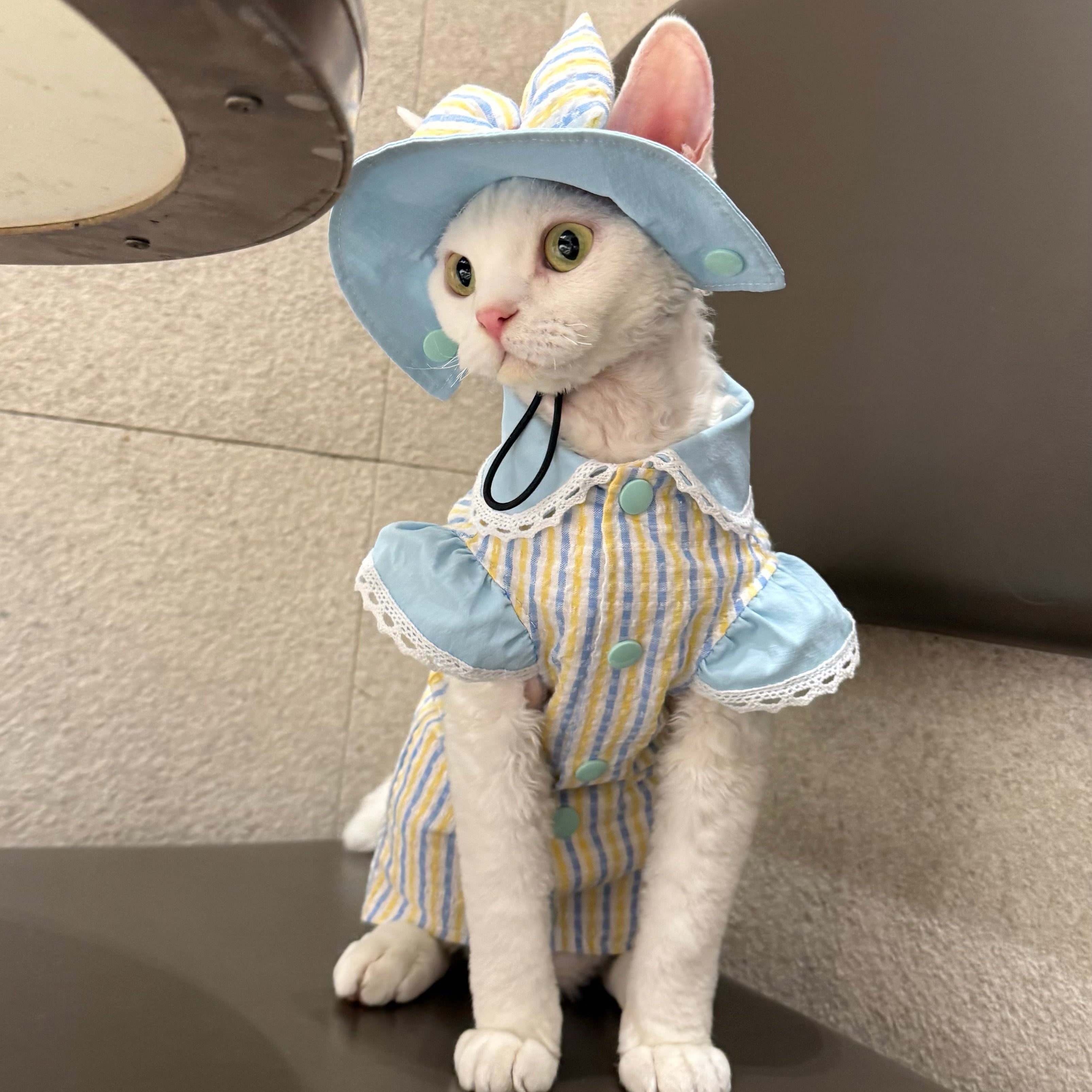 Striped Pet Set | 3 Styles Available
