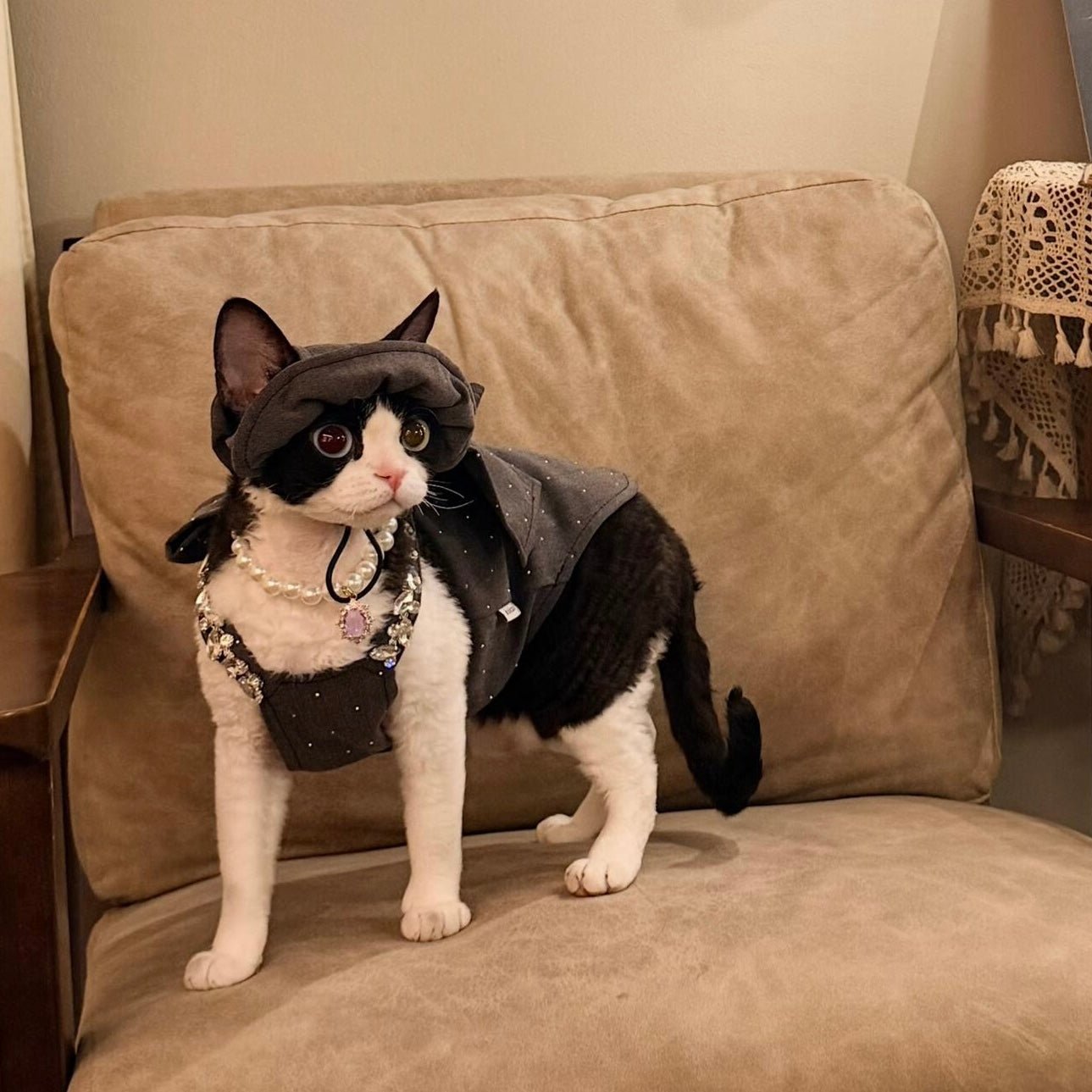 🩶🖤Pet Birthday Gown, Bow Rhinestone Luxury Custom Design - Novo Paw